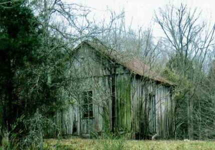 Homesteading on Persimmon Ridge